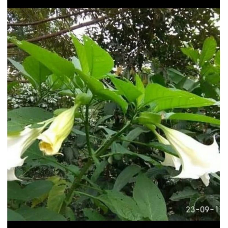 

Readyy Daun Kecubung Segar Obat Herbal Datura Metal