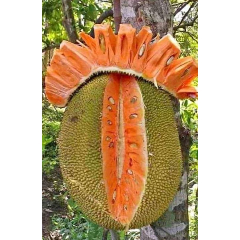 BIBIT NANGKA MERAH OKULASI