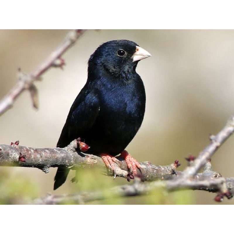 INDIGO FINCH Burung village indigo finch black