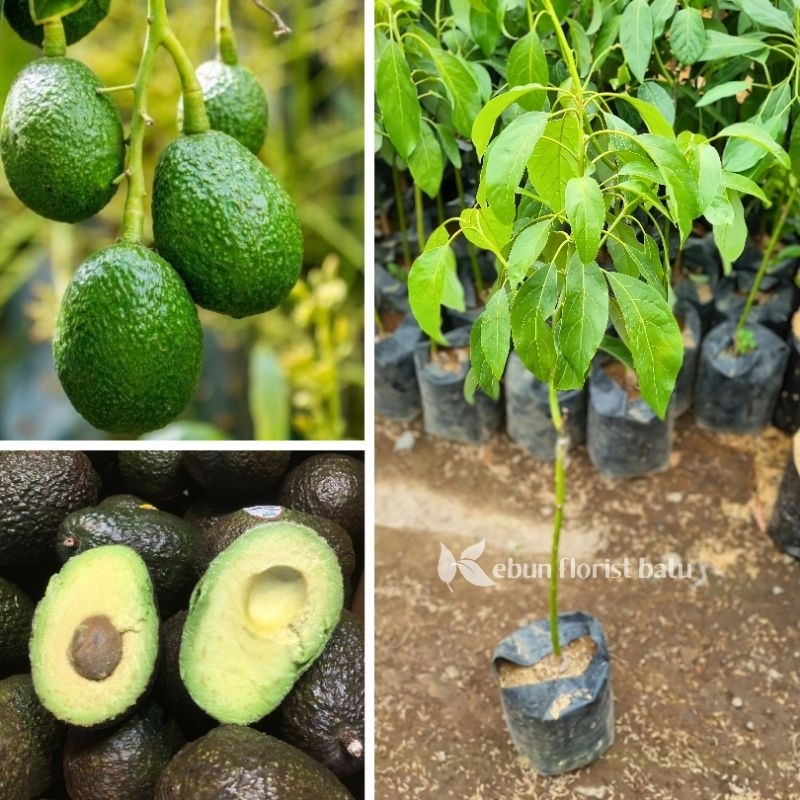 Bibit Buah Alpukat Hass (hasil okulasi)