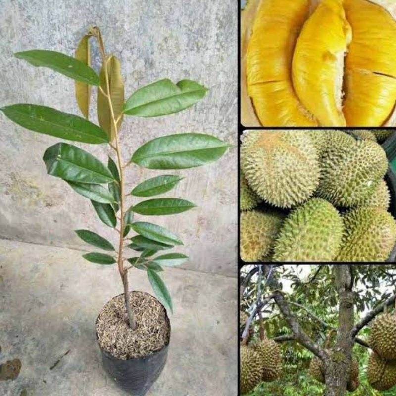 Bibit Buah DURIAN MUSANG KING