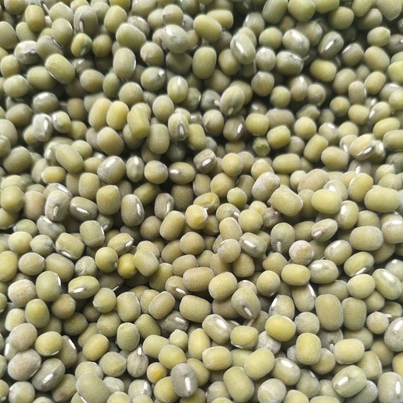 

Termurah Kacang Hijau Pilihan Harga 1 Kg