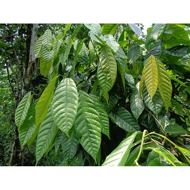 

Daun kakao/daun coklat fresh dari kebun,antioksidan,penurun gula darah,menyehatkan jantung