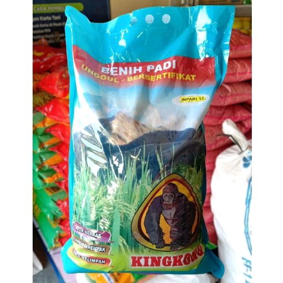 BENIH PADI UNGGUL INPARI 32 KINGKONG 5kg