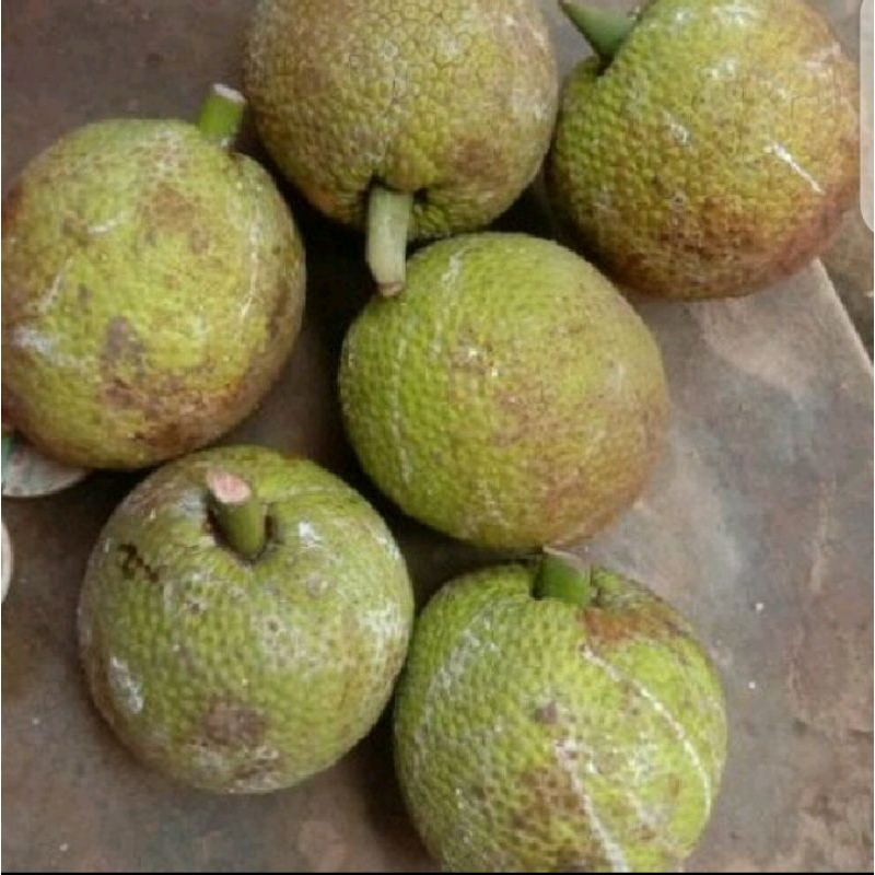 

Puri Segar Shop, Buah Sukun Mentah