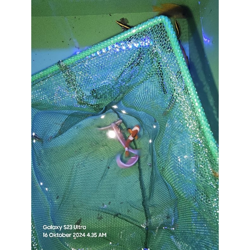 Ikan Hias Air Laut Giro Pelet Pink