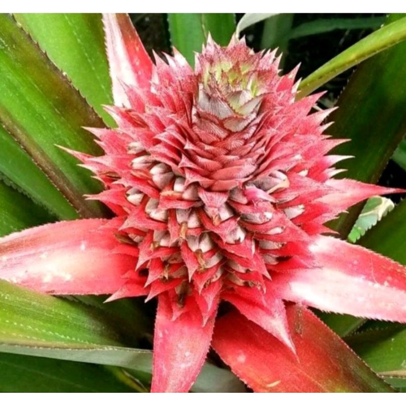 

Buah nanas muda per pcs