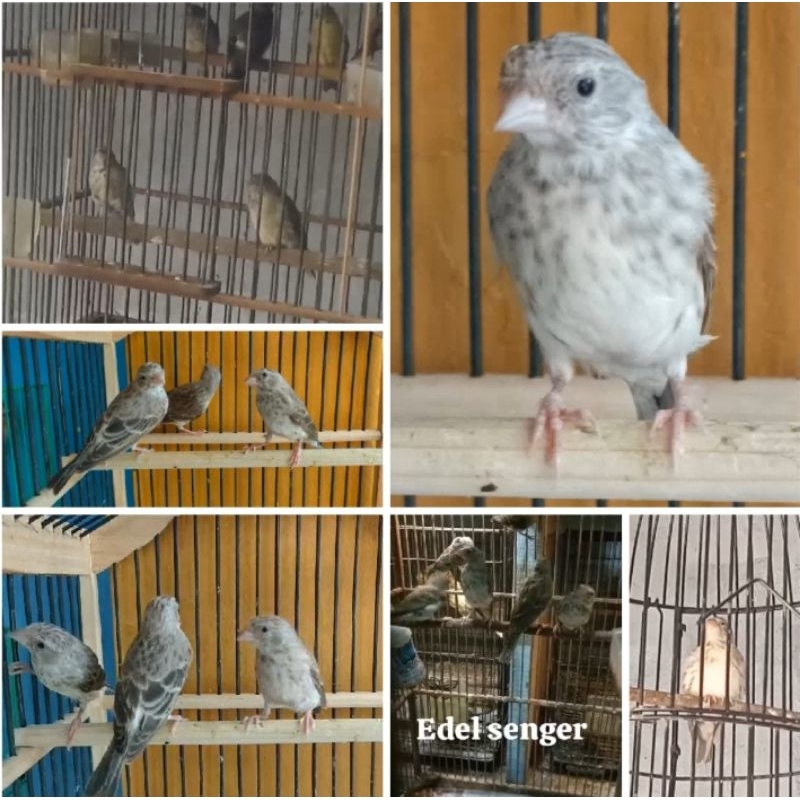 Edel SANGER JANTAN Bunyi Pilihan Prospek