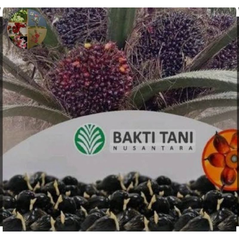 Benih Bijian Sawit TN 1 6000/BUTIR benih Sawit Eceran