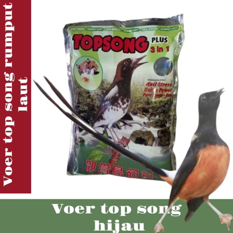 topsong hijau / top song rumput laut