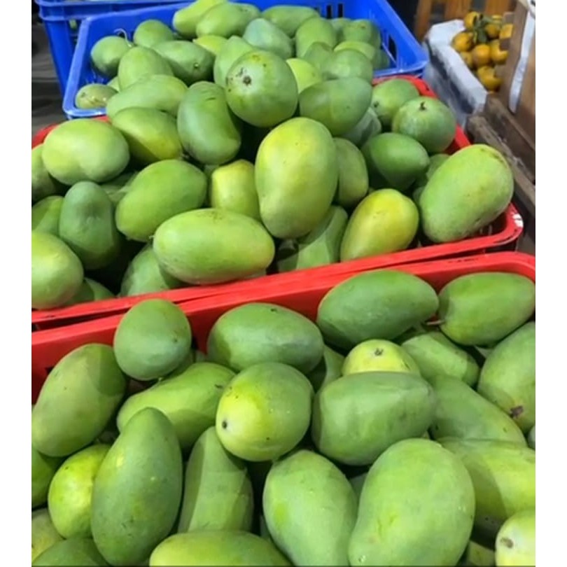 

Mangga Klonal 1 kg