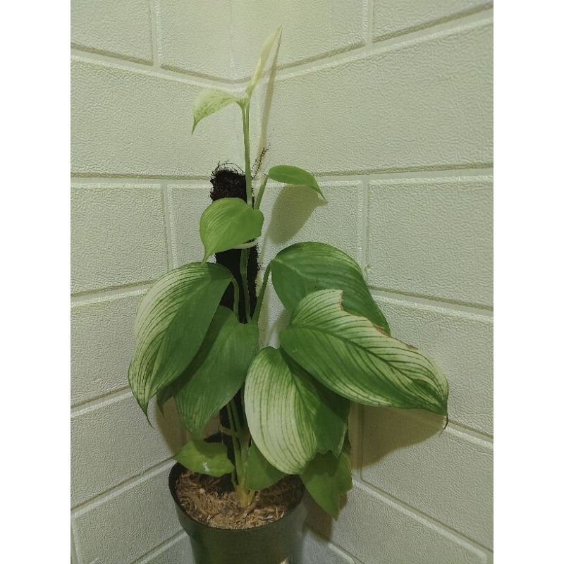 Scindapsus White monster