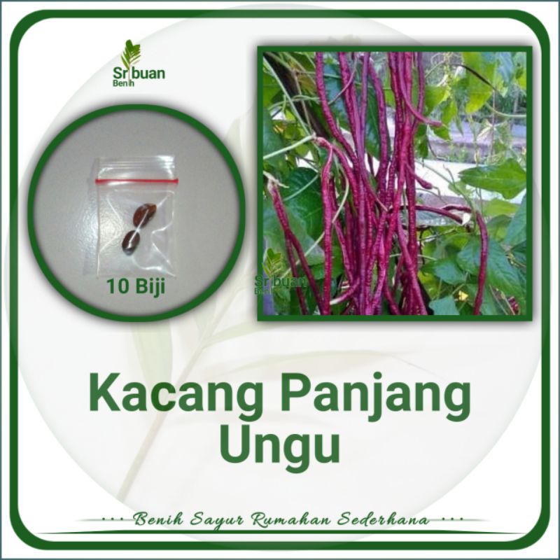 10 Benih Biji Kacang Panjang Ungu Bibit Kacang Panjang