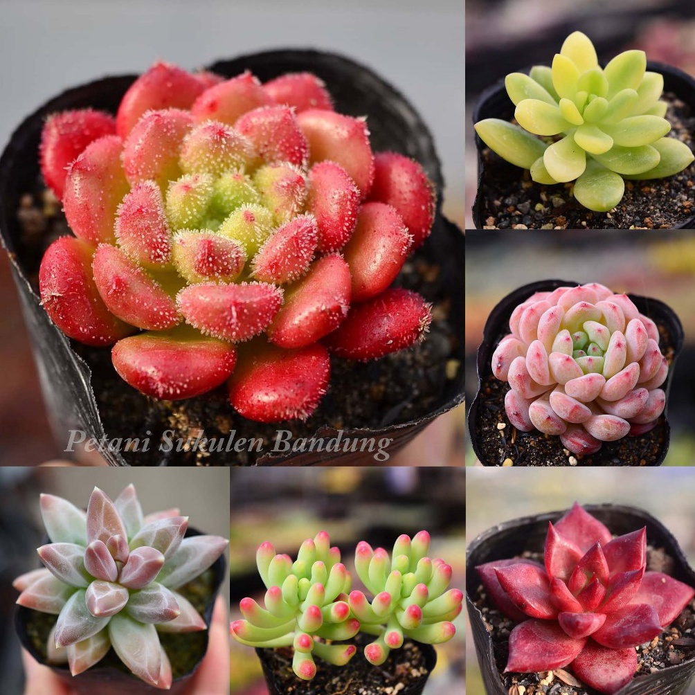 Promo besar Sukulen Kaktus BEBAS pilih GRATIS POT sekulen mini tanaman hias hidup bunga taman bukan 