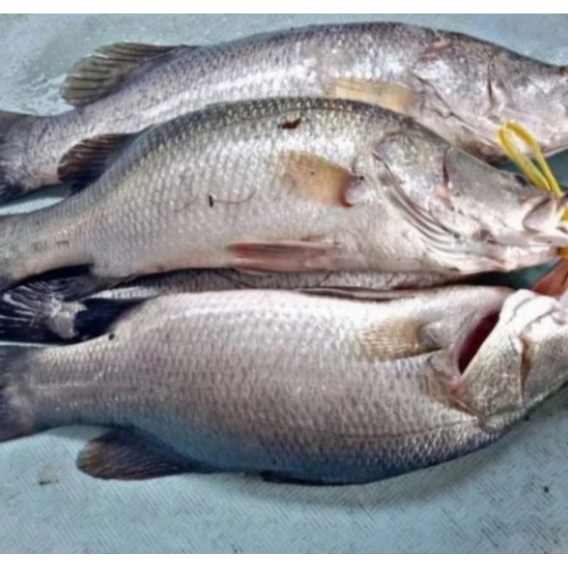 

ikan kakap baramundi