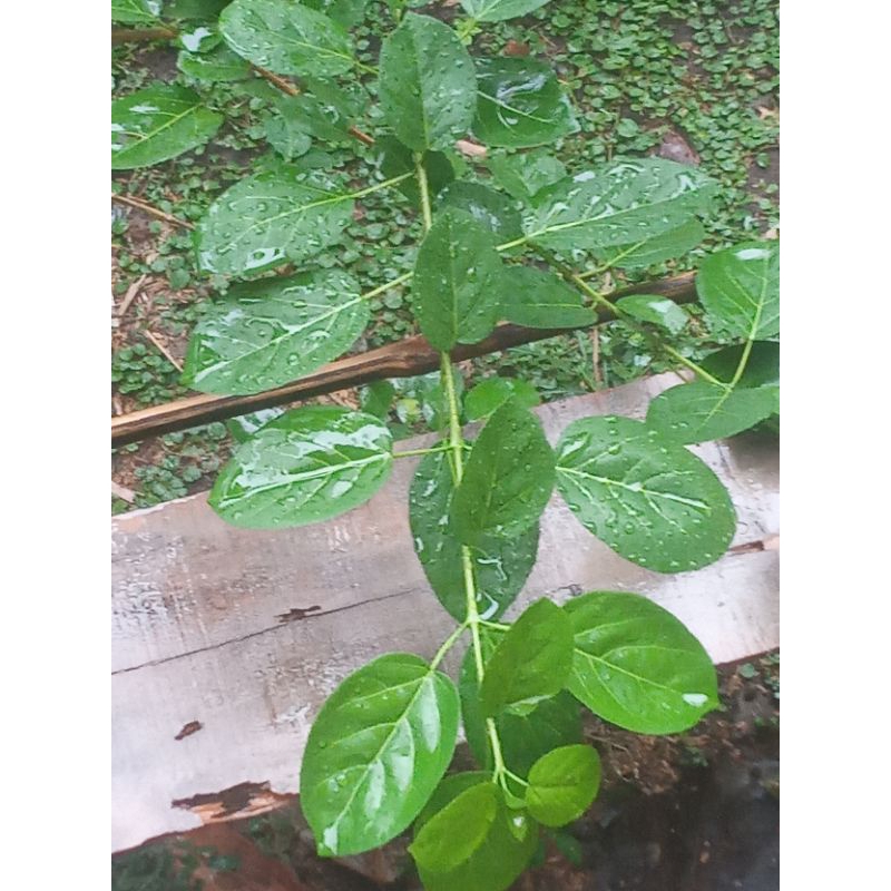 Batang Stek Bonsai Sancang