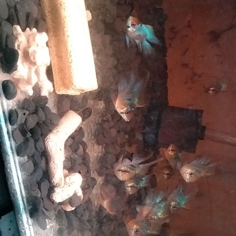 Ramirezi Balon Slayer  aman untuk aquarium Aquascape