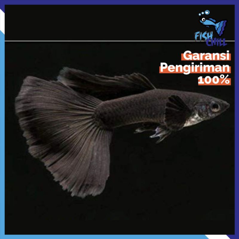 Hiasan Aquarium • GUPPY BLACK MOSCOW • Aquascape Soliter Mini Lampu LED Batu Pasir Malang Aksesoris 