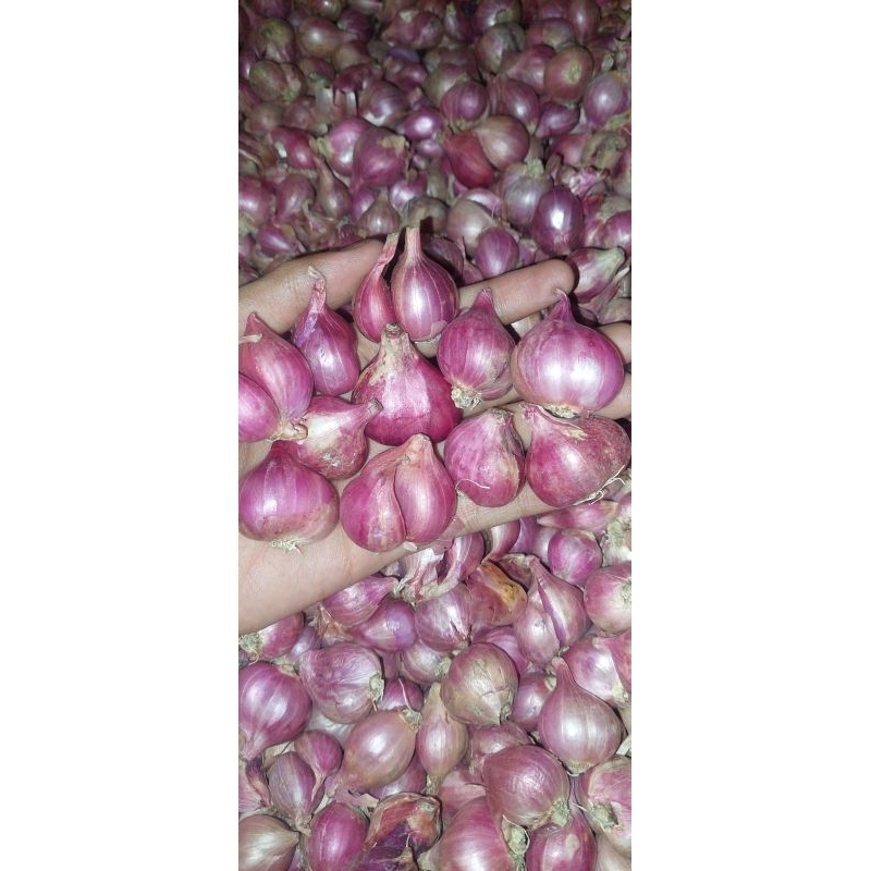 

Bawang merah brambang merah tanggung cilik