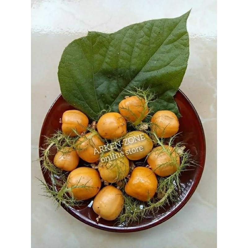 

buah rambusa markisa mini segar isi 20 buah