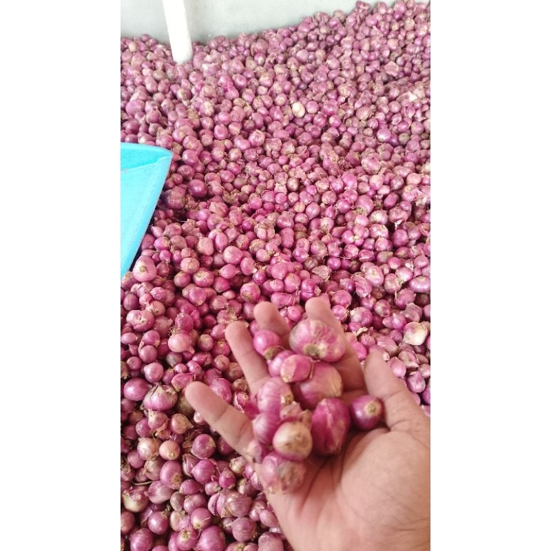 

BAWANG MERAH 1Kg UKURAN KECIL MURAH FRESH
