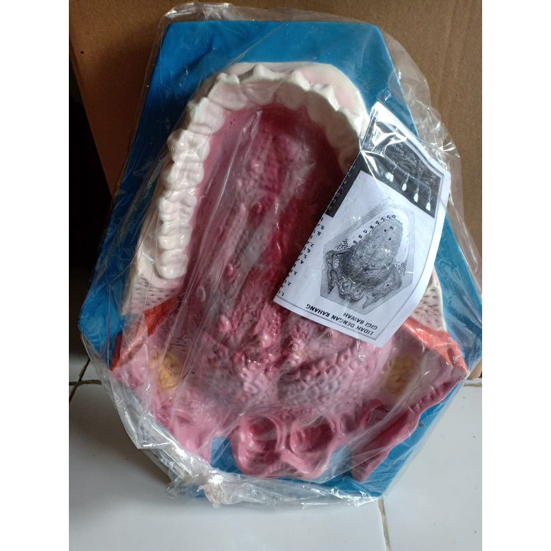 

modelt torso lidah gigi manusia