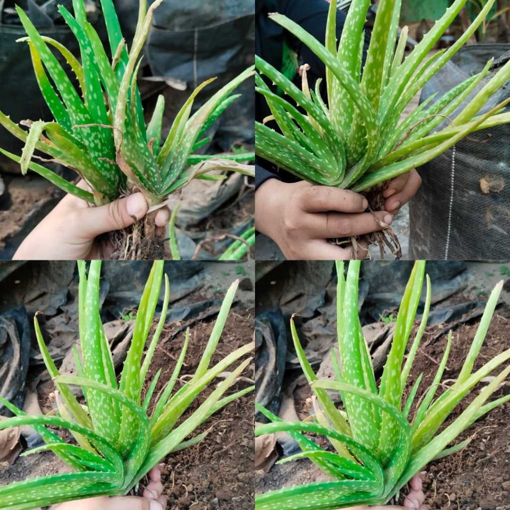 tanaman lidah buaya besar,Bibit lidah buaya jumbo,Lidah buaya mini