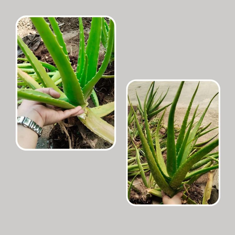 Lidah buaya kecil, Anakan lidah buaya, Lidah buaya mini