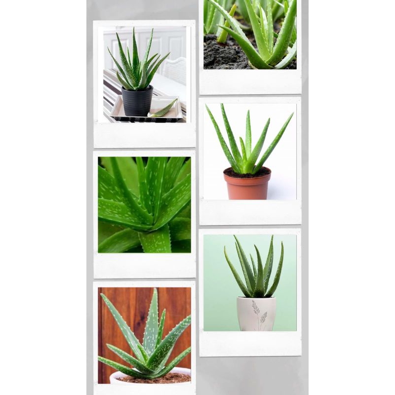 

LANGSUNG PETANI!!! Lidah buaya asli 100%, Lidah Buaya jumb0