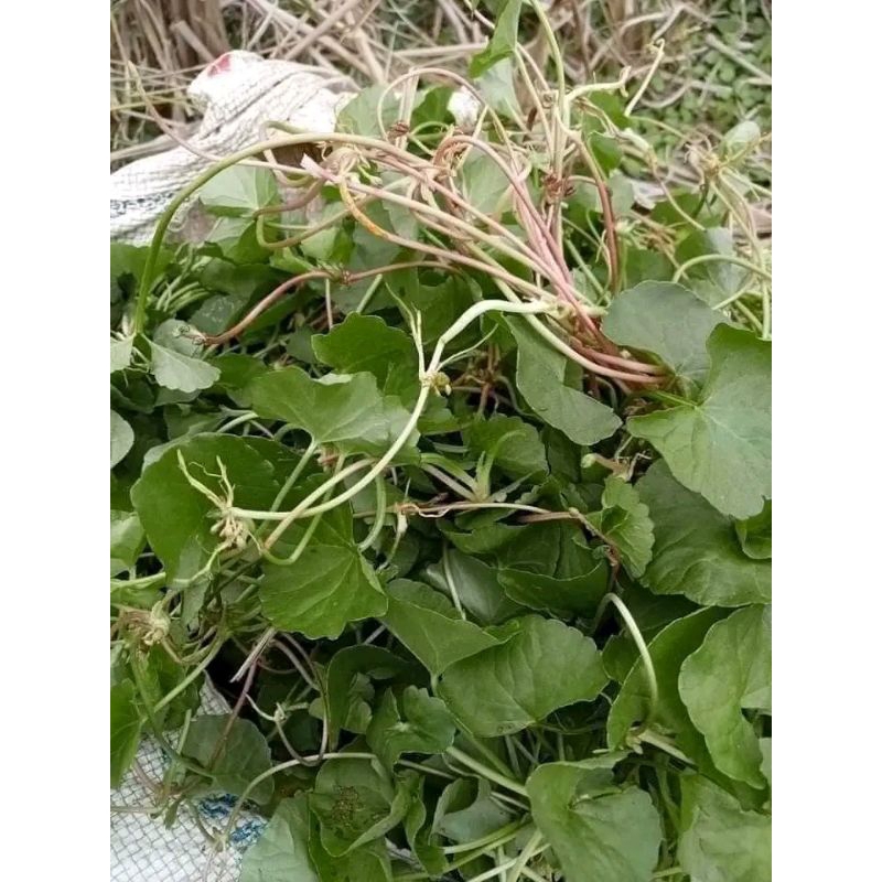 

lalapan daun antanan segar 500 gram