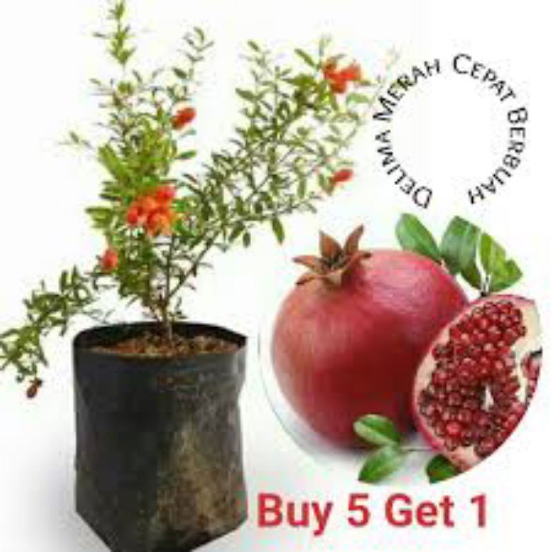 Bibit Delima Merah jumbo biji lunak