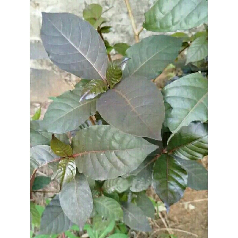 

daun ungu segar herbal alami ambeyen