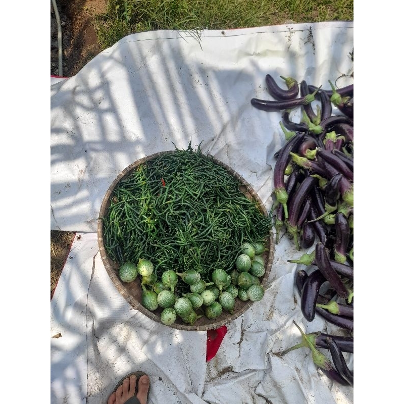 

cabe keriting ijo/ cabai keriting ijo fresh langsung petik dikebun 300gr