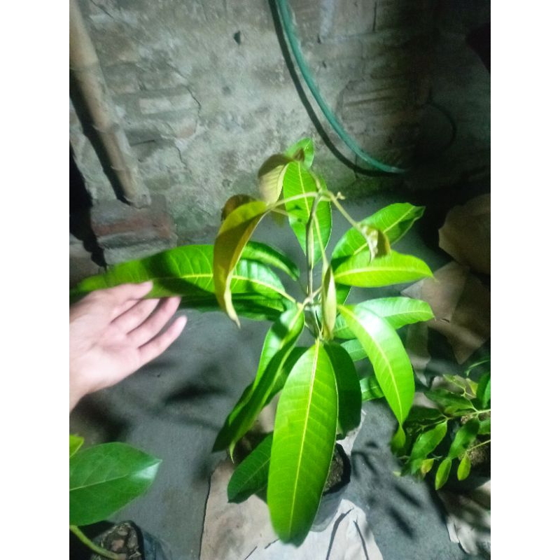 

MANGGA RED EVIORI