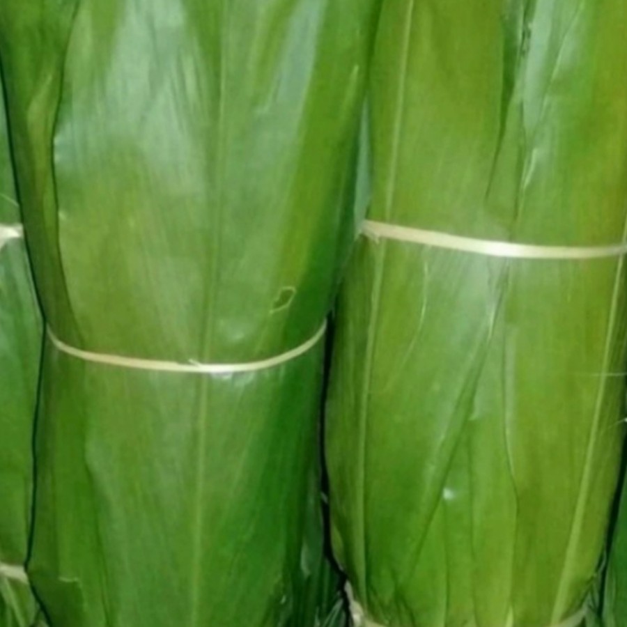 

daun hanjuang hijau/andong buat bungkus bakcang dan herbal
