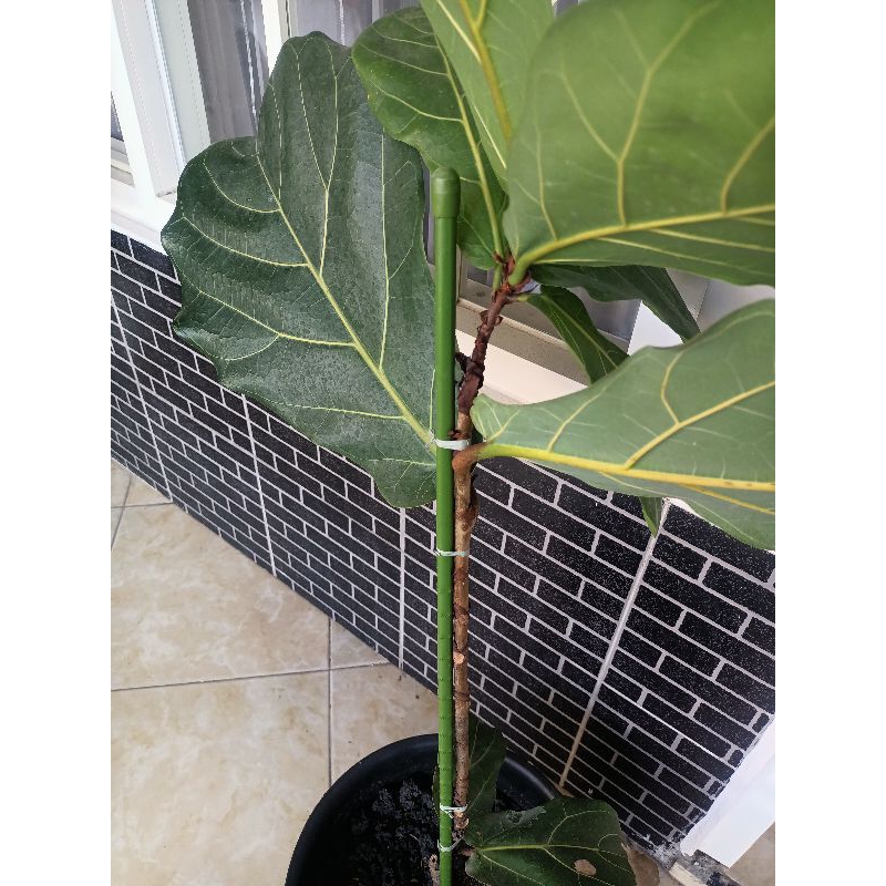 Turus ajir penyangga tanaman - tiang penyangga - turus tanaman