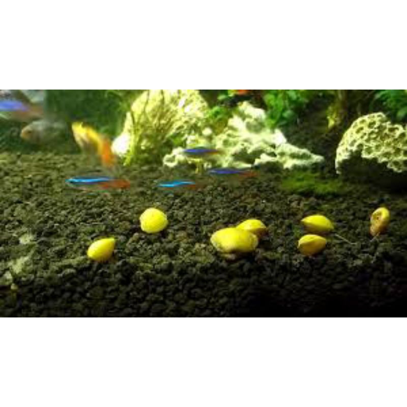 KERANG REMIS HIDUP ISI 10 EKOR