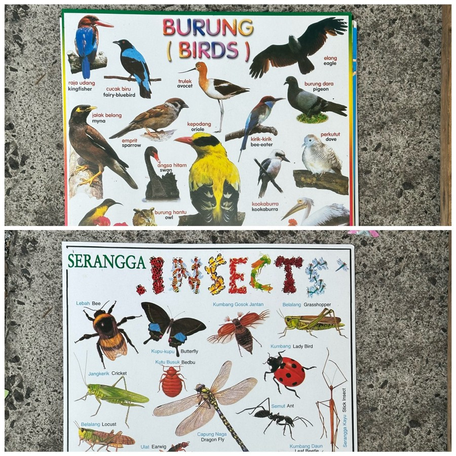 

Poster Edukasi anak anak Belajar 5 Lembar