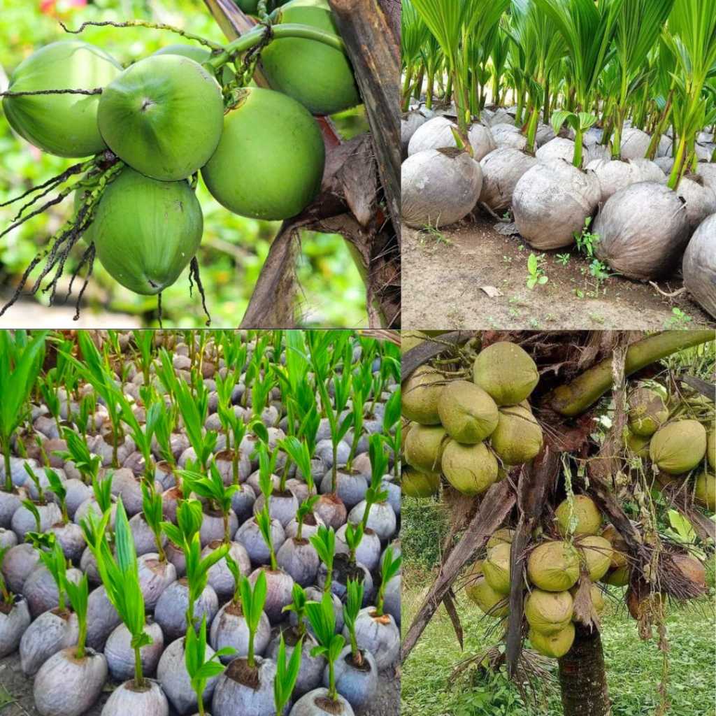 Bibit Kelapa Hijau, Bibit Kelapa Hijau Pendek, Bibit Kelapa Hijau Asli
