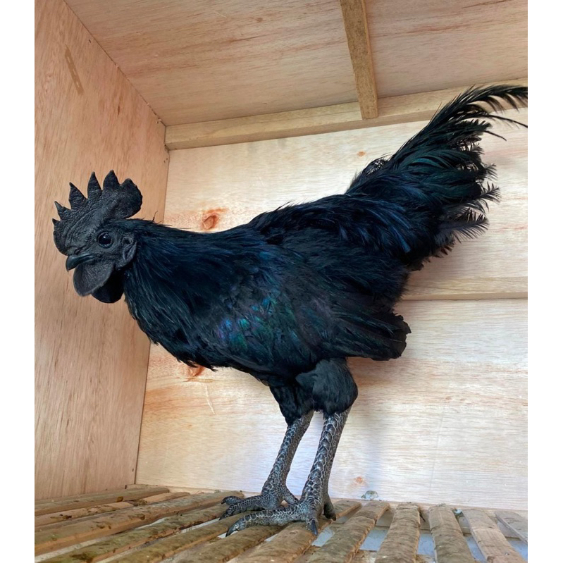 ayam cemani Lidah hitam