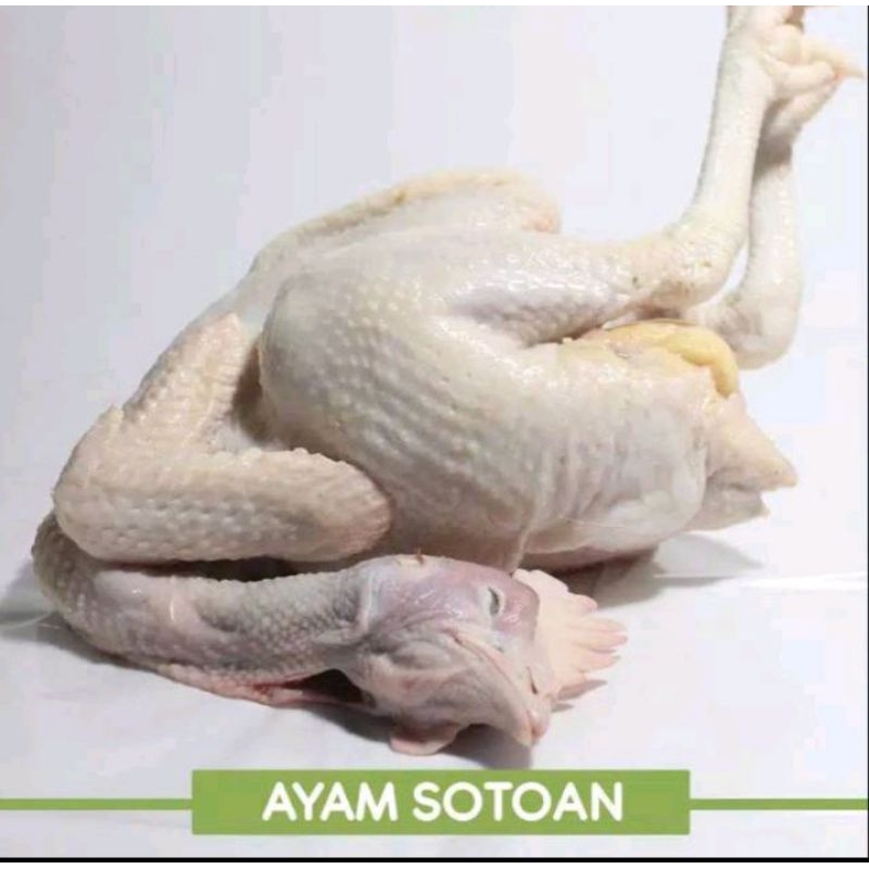 

Ayam sotoan 1 ekor