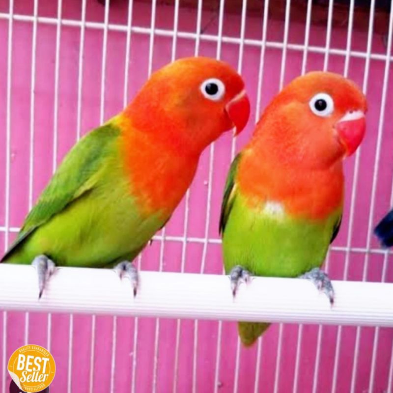 burung love bird pasangan biola gren x biola gren lovebird