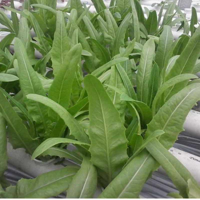 Biji Sayur Siomak impor