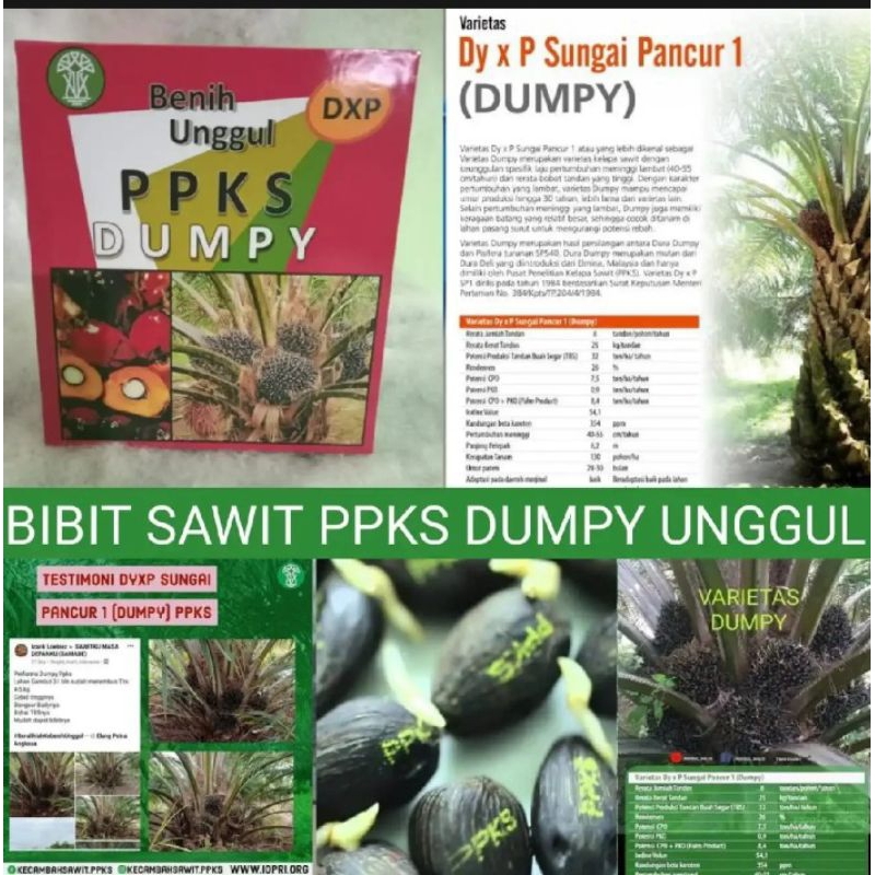Benih Polong  Sawit PPKS DUMPY SERTIFIKAT PELEPAH PENDEK