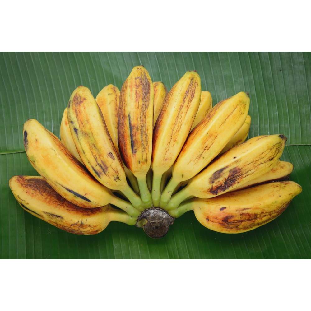 

pisang kepok 1 sisir |JBP_fresh
