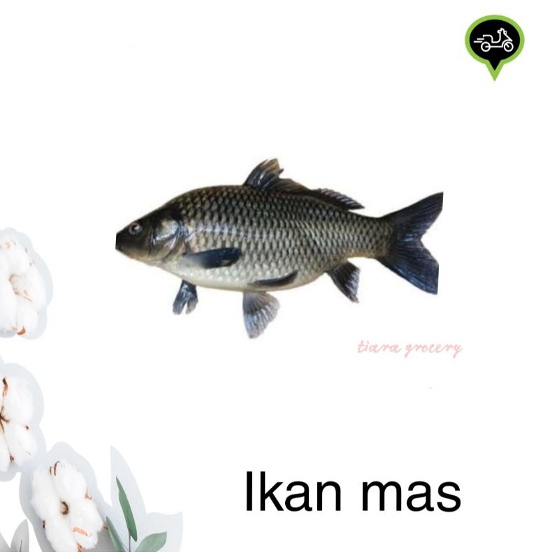 

Ikan mas fresh