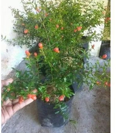 bibit delima merah super