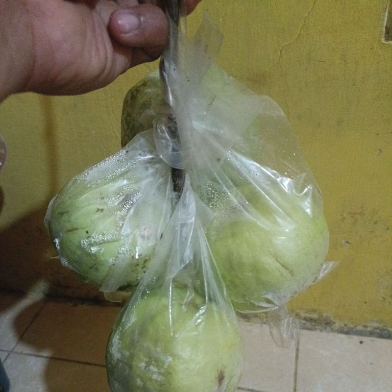 

jambu kristal fresh langsung kebon