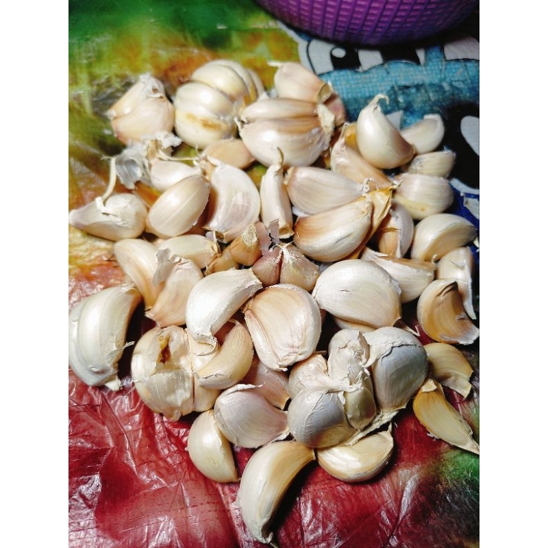 

Bawang Putih Sinco Protol Atau Pipil