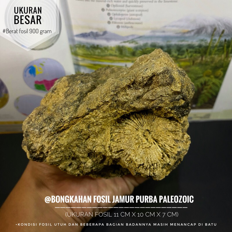 Bongkahan Fosil Jamur Purba Natural C47 atau Fosil Tumbuhan atau Fossil Mushroom atau Fosil Temuan